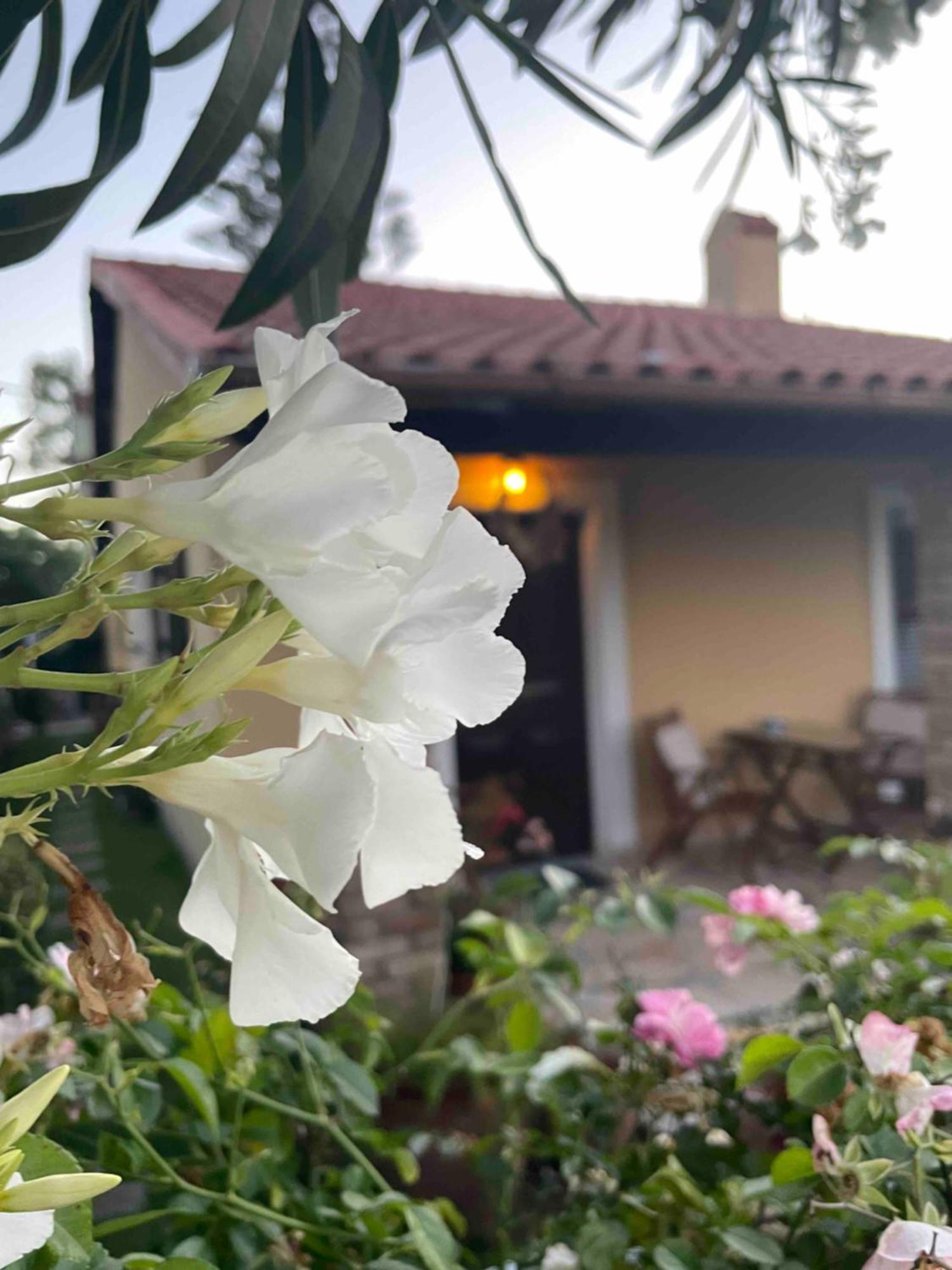Villa Tina Country Beach Apartments Αχαράβη Δωμάτιο φωτογραφία
